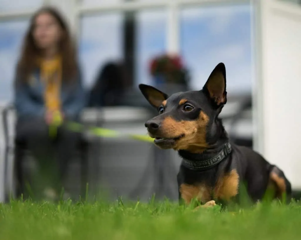 Pic 1 a minpin in the grass