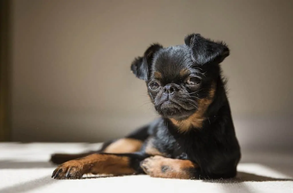 Pic 1 black brussels griffon