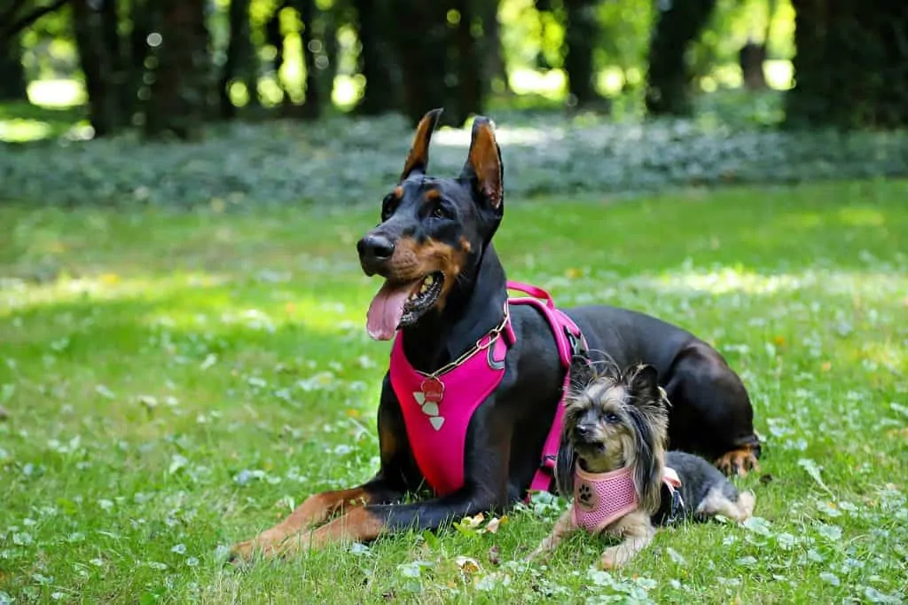 Pic 10 a Doberman i a pink harness