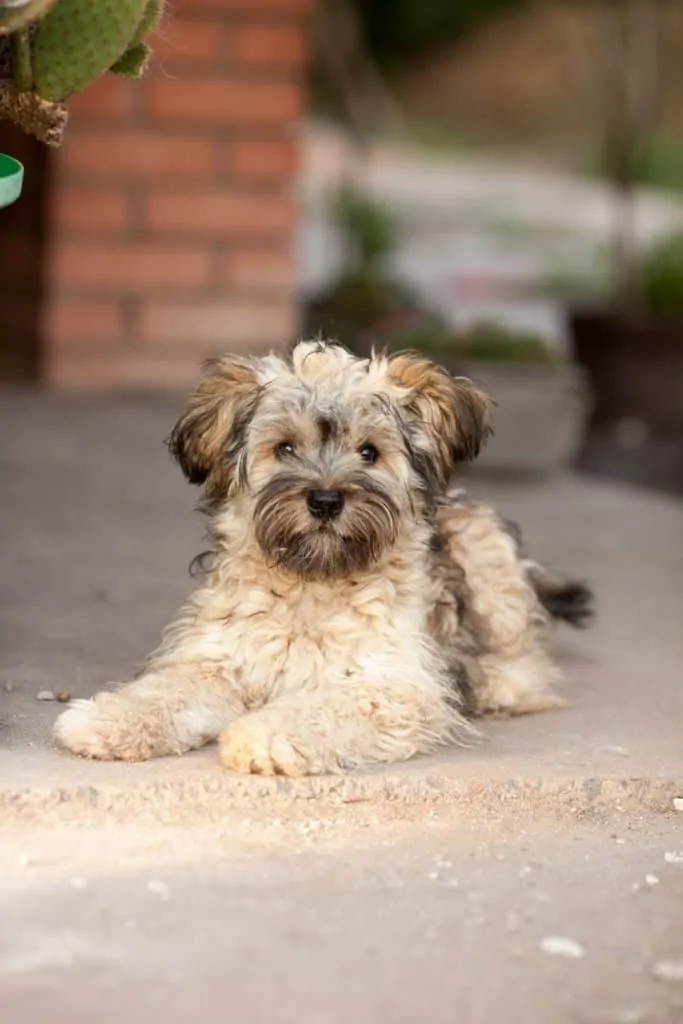 Pic 10 a messy shih poo