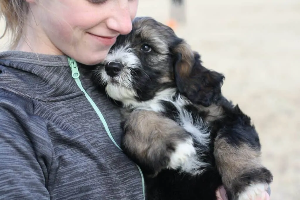 Pic 10 a puppy aussie doodle snuggled with its owner