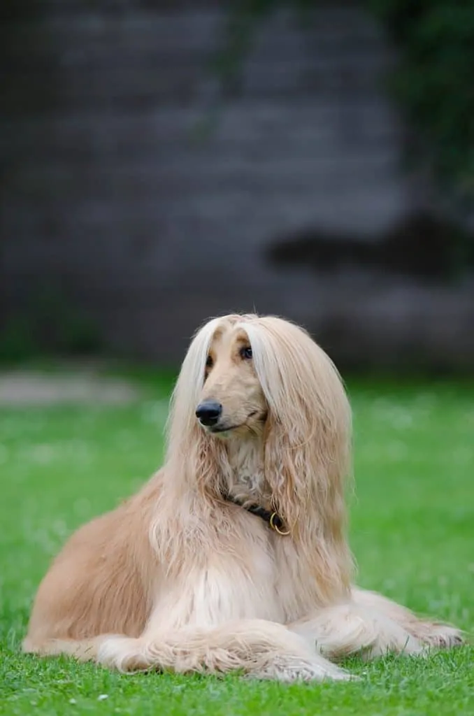 Pic 10 an Afghan Hound