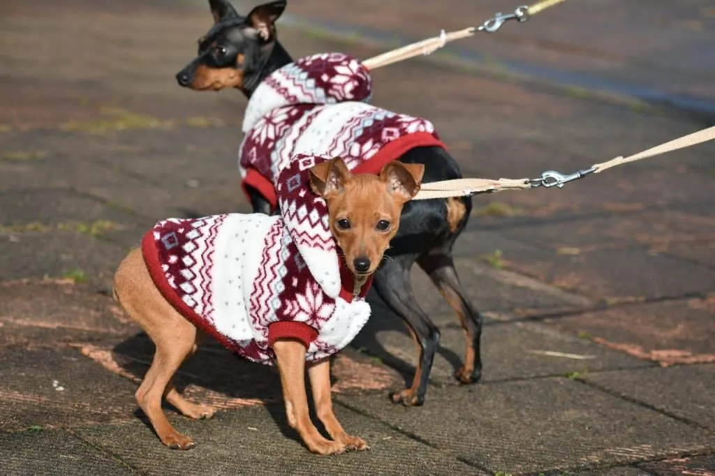 Pic 10 two miniature Pinschers in sweaters