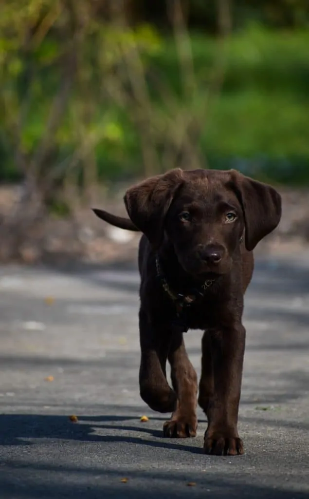 Pic 11 a brown goldador puppy