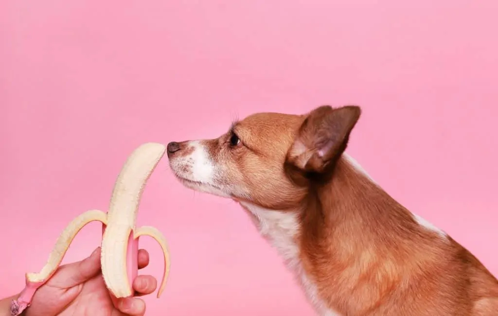 Pic 11 a dog sniffing a banana