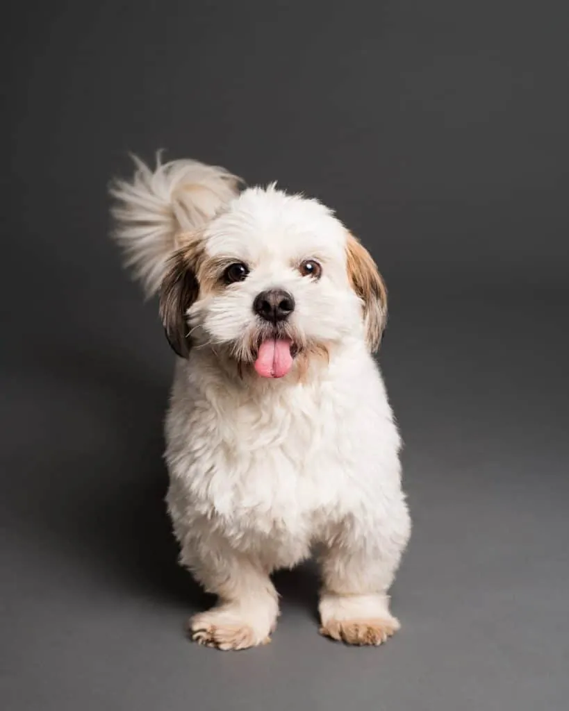 Pic 11 a happy white shih poo against a gray background