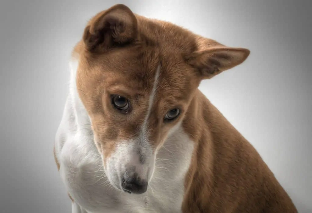 Pic 12 a Basenji