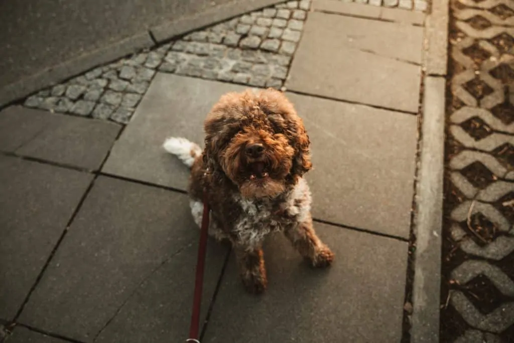 Pic 13 an Aussiedoodle outside on a leash