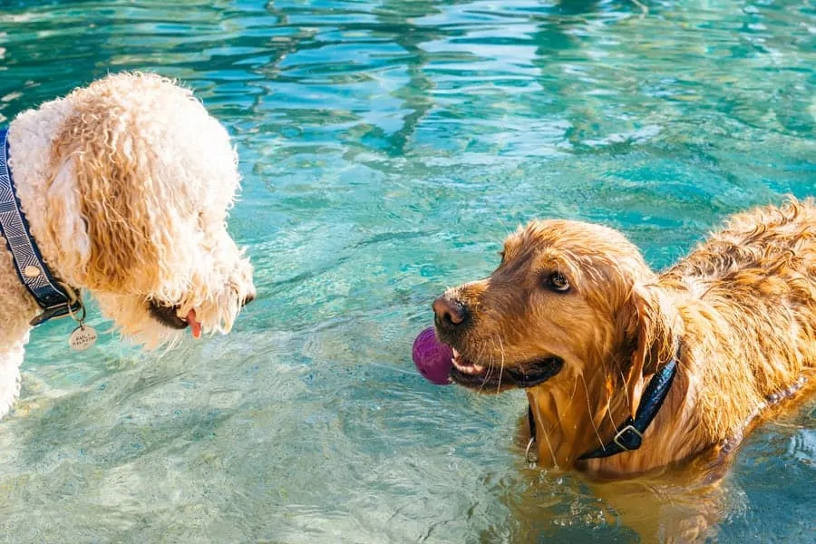 Pic 14 a goldador in a pool with a poodle