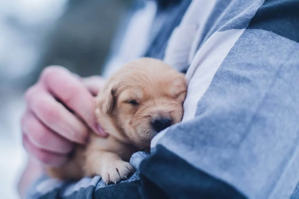 Pic 14 a vet holding a puppy