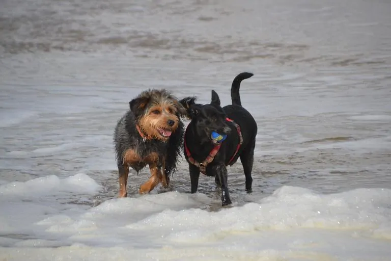 Pic 15 a chiweenie plays at the beach