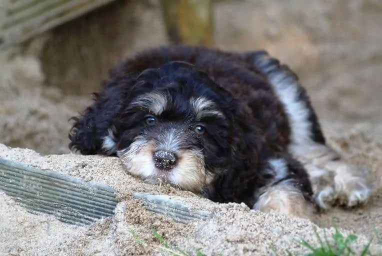 Pic 15 an aussiedoodle laying in sand