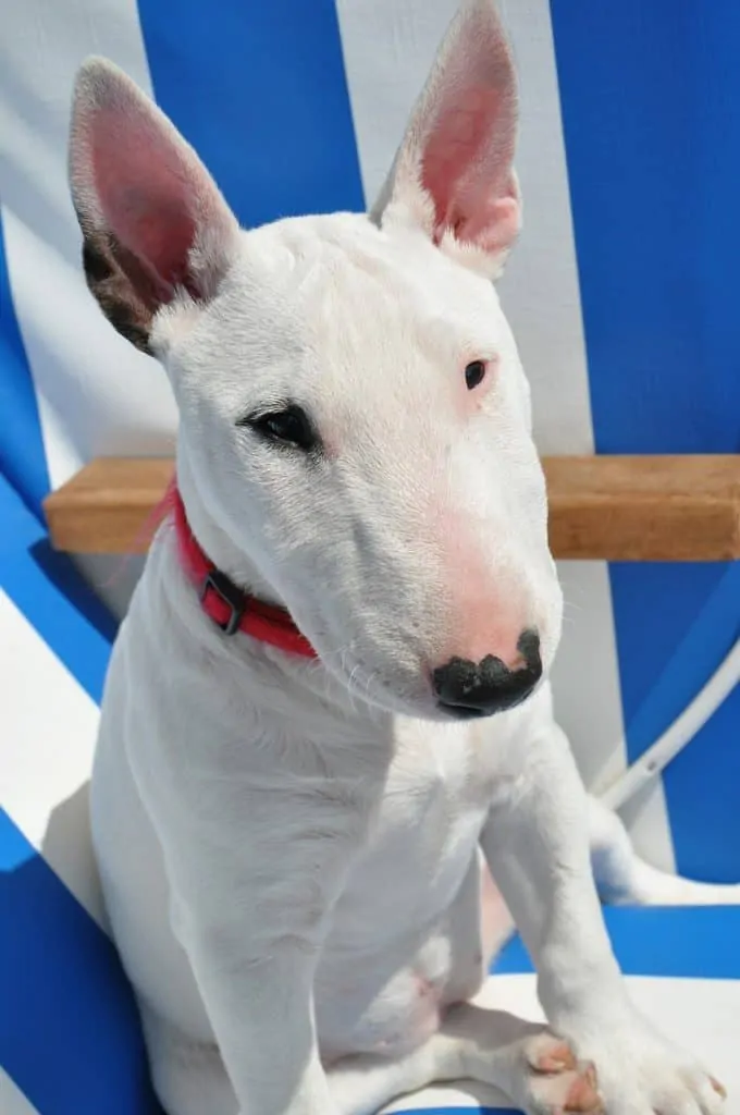 Pic 16 a white bull terrier