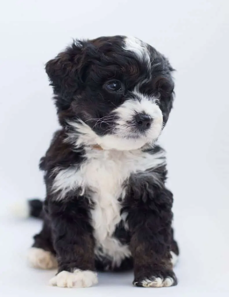 Pic 16 an Aussiedoodle puppy