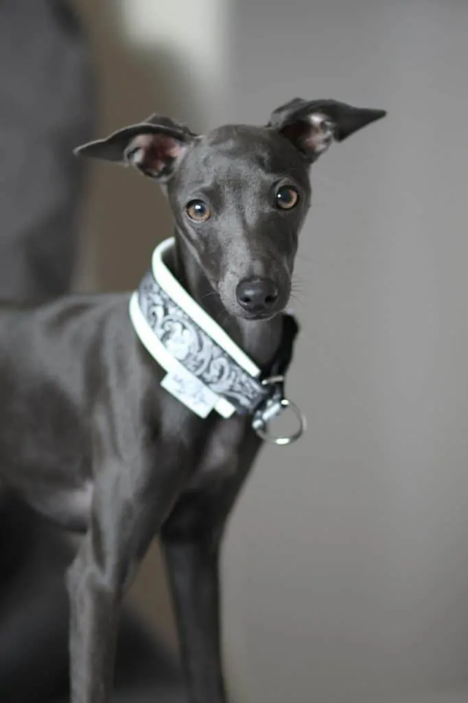 Pic 17 an italian greyhound