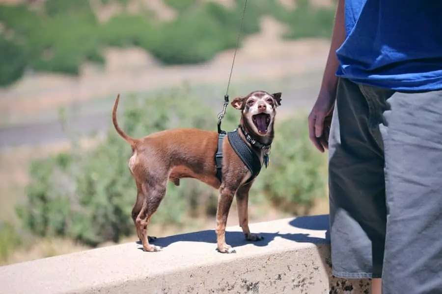 Pic 2 a brown Miniature Pinscher on a leash