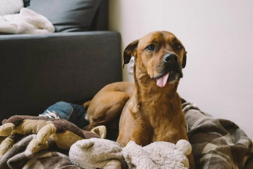 Pic 2 a brown dog with his tongue out