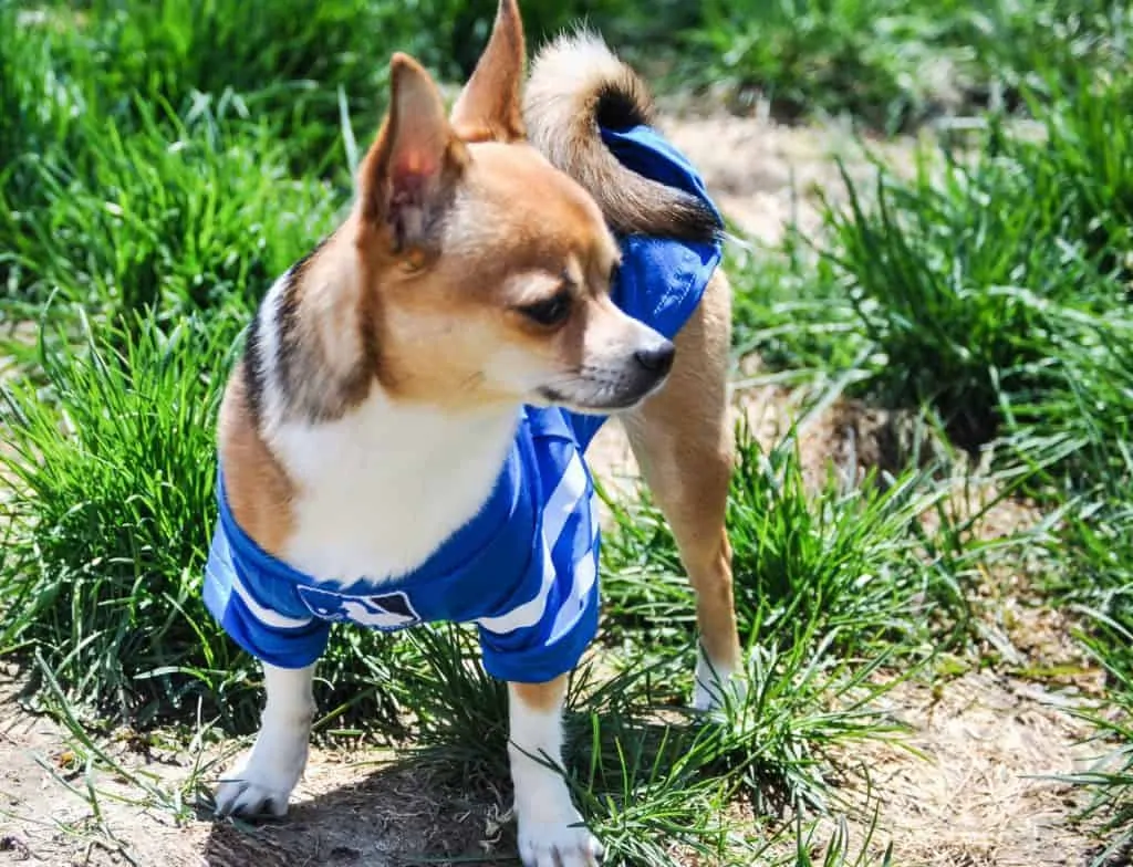 Pic 2 a chihuahua with a blue sweater