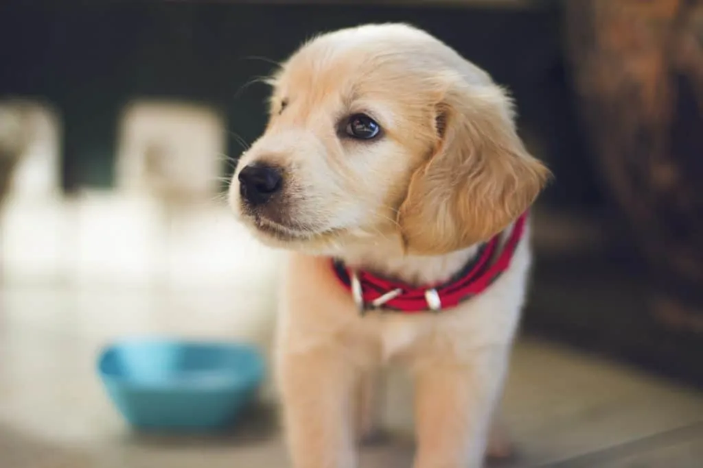 Pic 2 a golden retriever puppy with a red collar