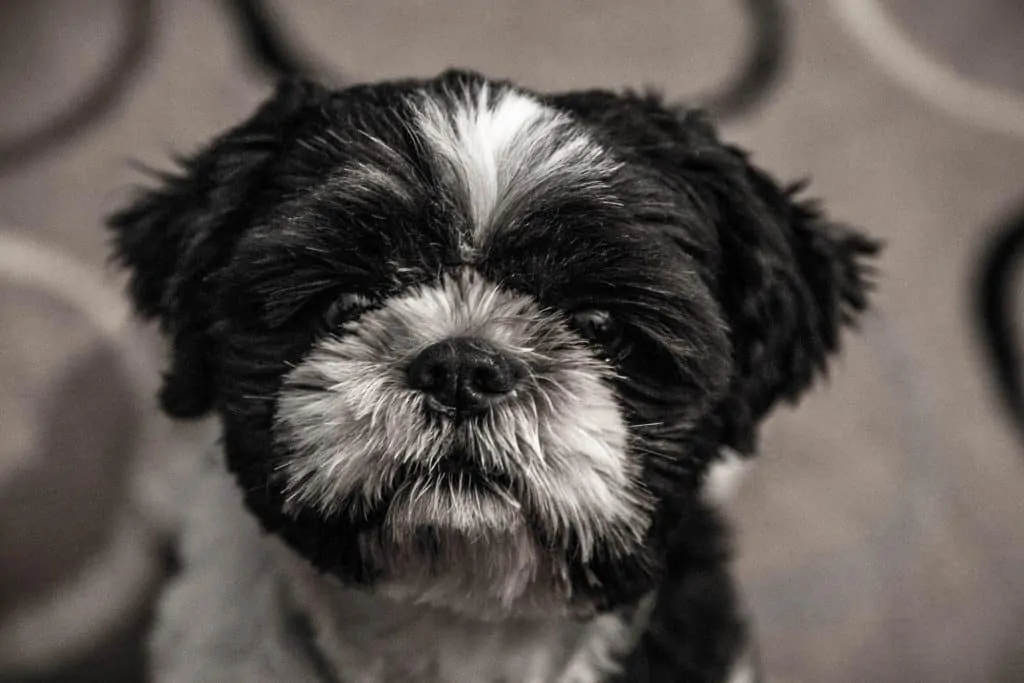 Pic 2 a shih tzu