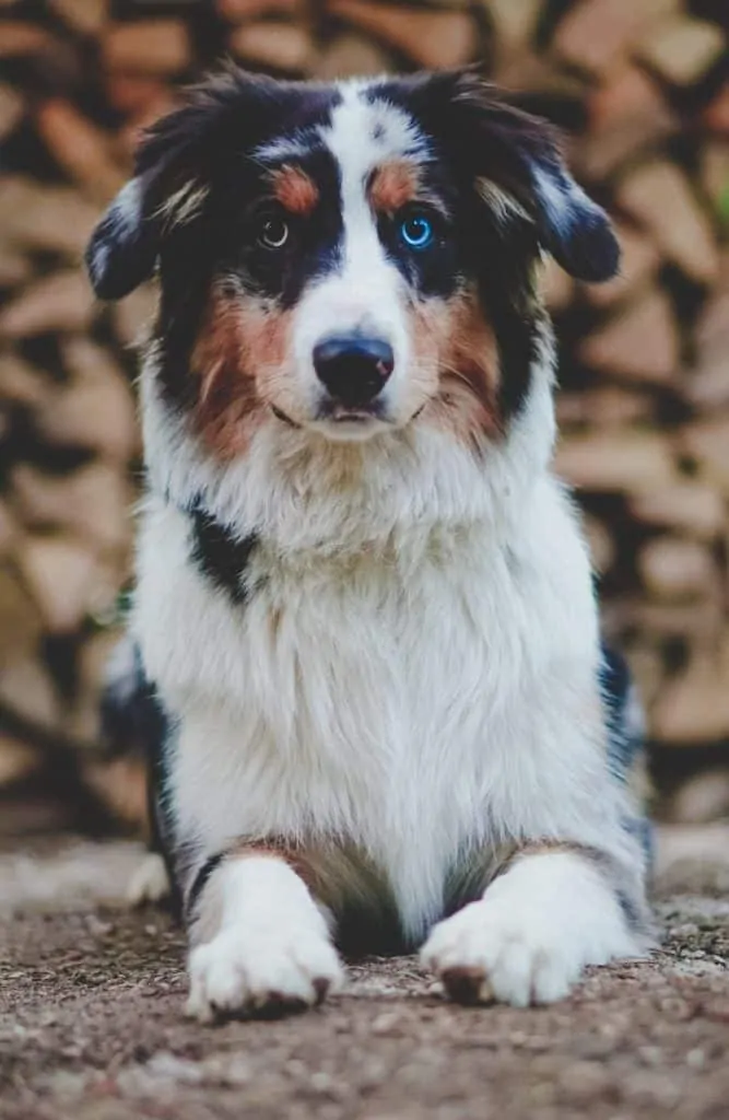 Pic 2 an australian shepherd