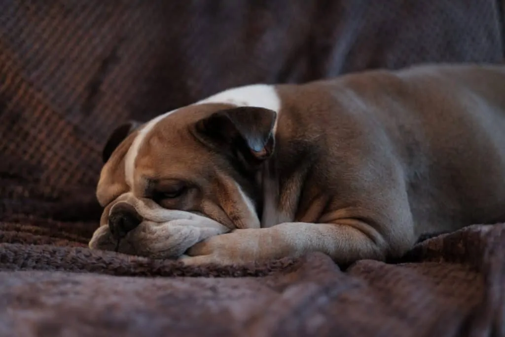 Pic 2 an english bulldog laying down