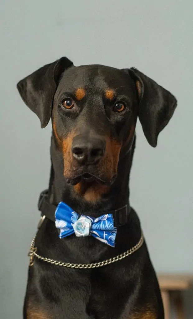 Pic 3 a Doberman with a bowtie