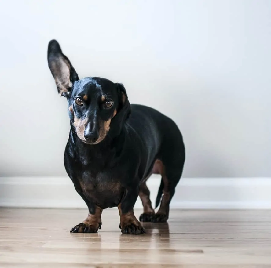 Pic 3 a black dachshund with his ear up