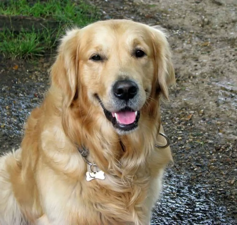 Pic 3 a golden retriever