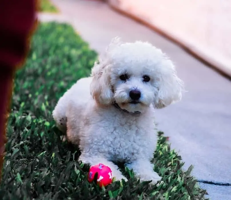 Pic 3 a white toy poodle