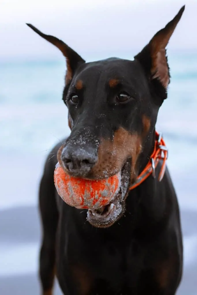 Pic 4 a black Doberman with an orange ball