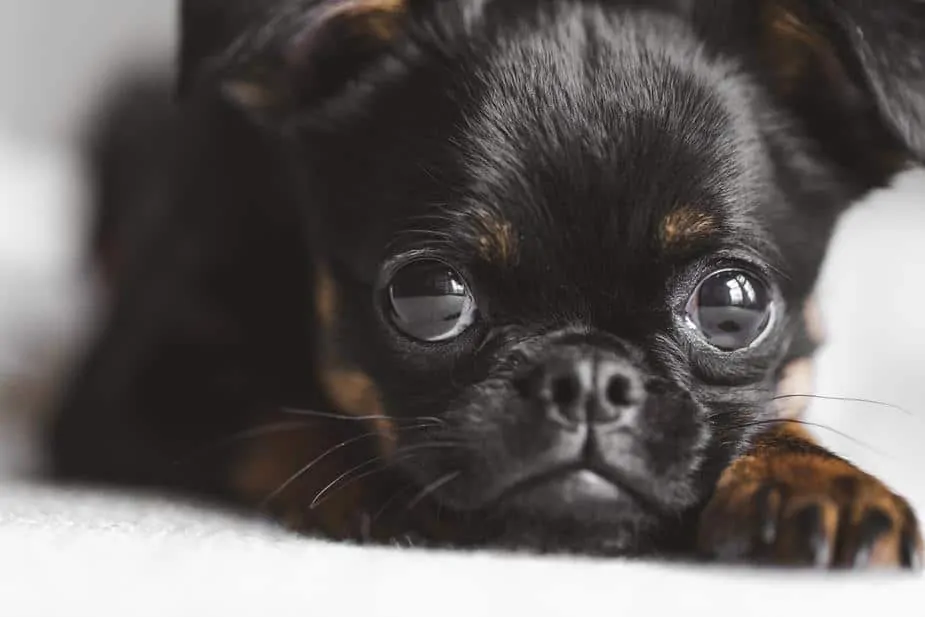 Pic 4 a black brussels griffon laying down