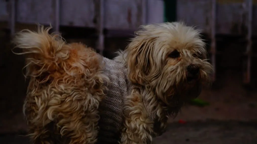 Pic 4 a shih poo wearing a sweater