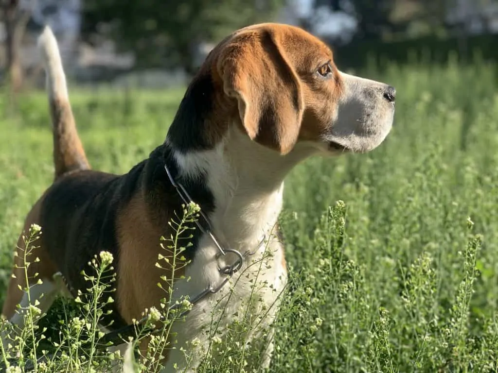 Pic 5 a beagle