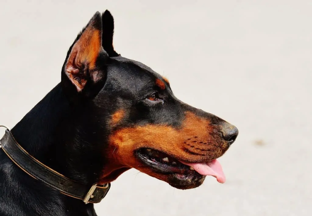 Pic 5 a black Doberman Pinscher profile