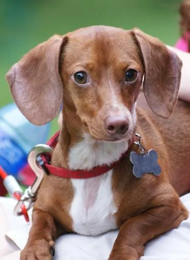 Pic 5 a brown chiweenie with a red collar