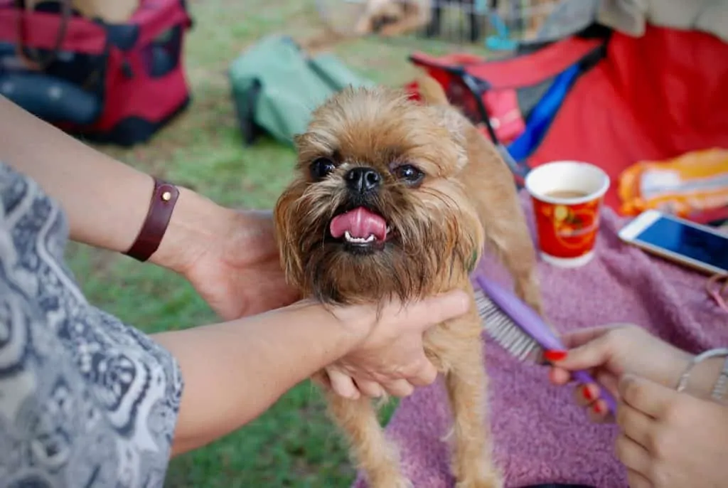 Pic 5 a brussels griffen with people