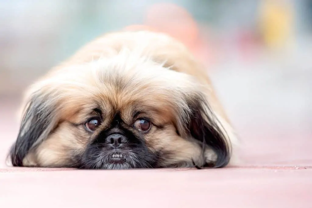 Pic 6 a Pekingese