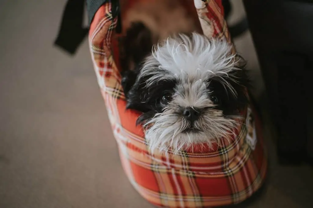 Pic 6 a black and white shih poo in a purse