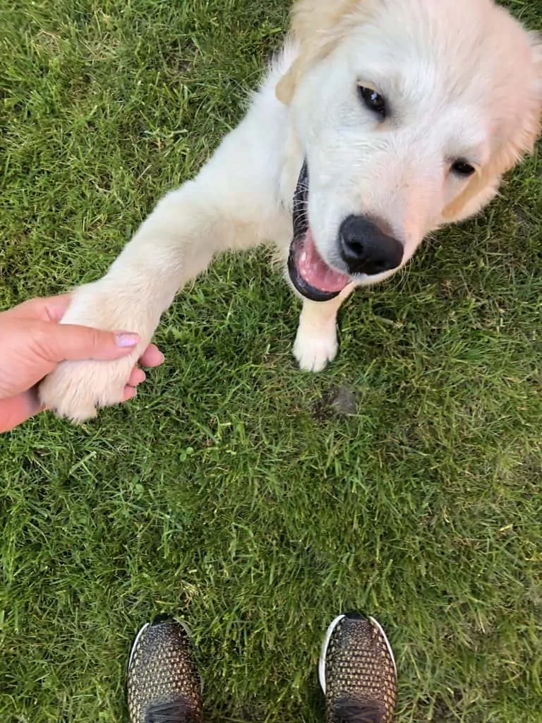 Pic 6 a golden retriever puppy with his paw up