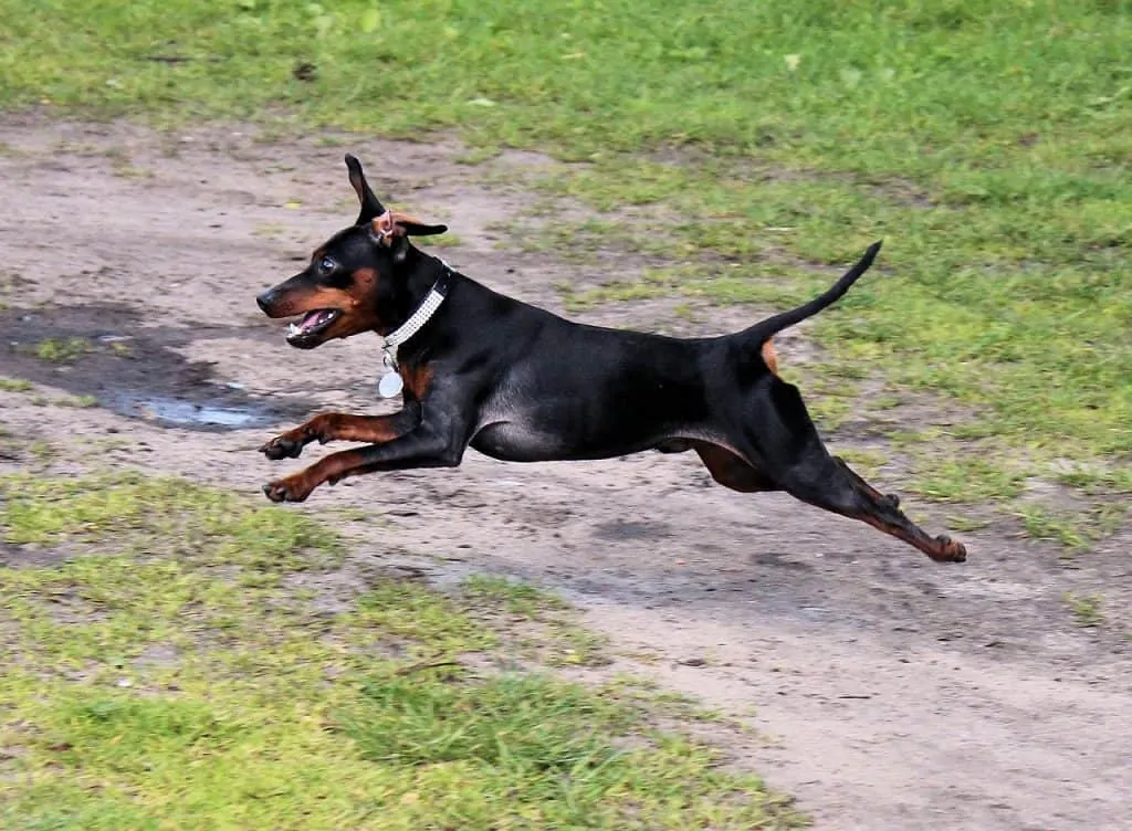 Pic 6 a minpin running in grass