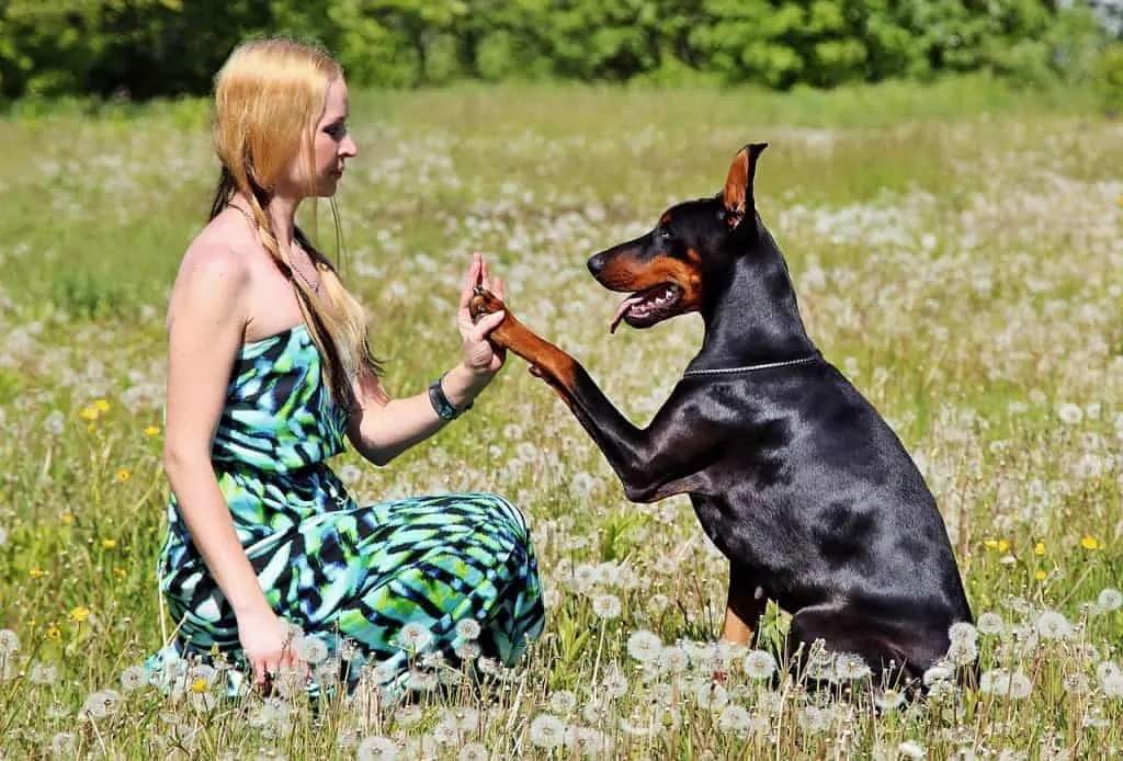 Pic 6 a woman and her doberman in a field