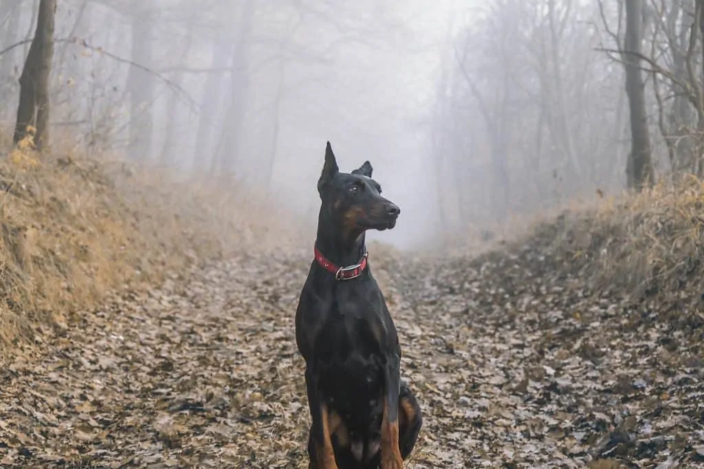 Pic 7 a Doberman on a hiking trail with a red collar