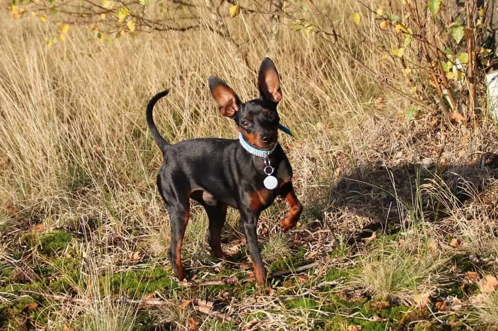 Pic 7 a black MinPin in a fieldjpg