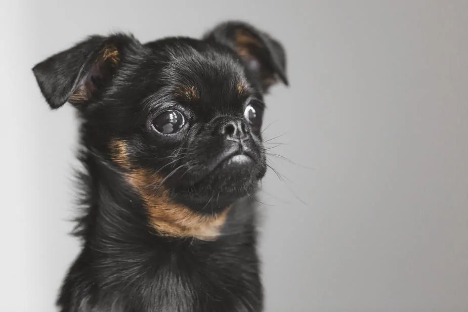 Pic 7 a brussels griffon against grey