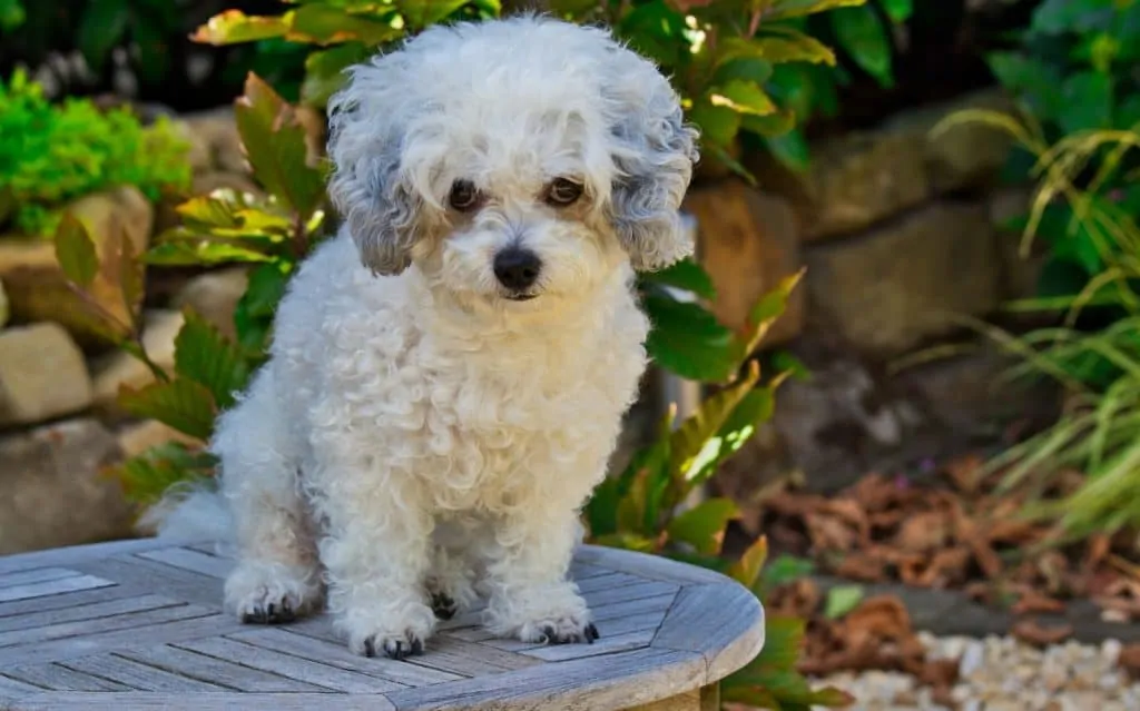 Pic 7 a white shih poo