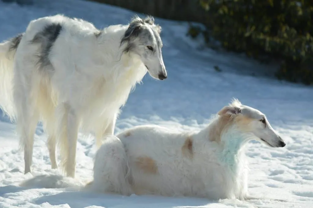 Pic 7 two Borzoi in the snow