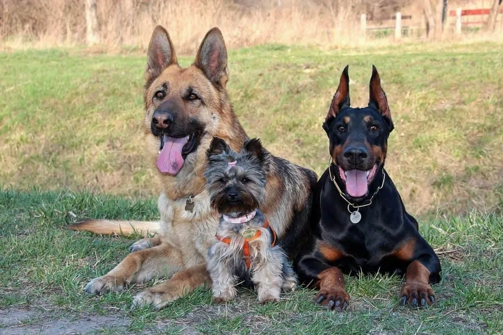 Pic 8 a Doberman with a german shepherd and a yorkie