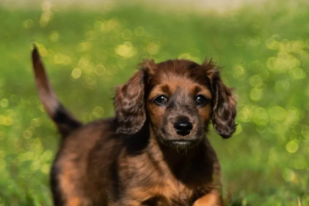 Pic 8 a brown chiweenie puppy