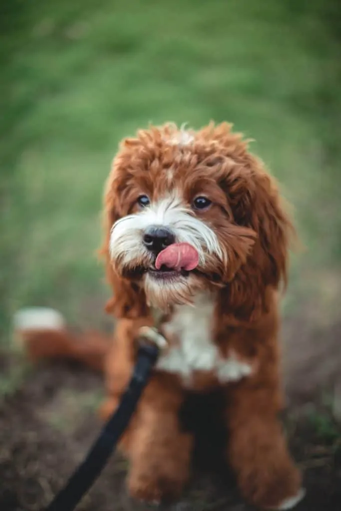 Pic 8 a red and white aussiedoodle